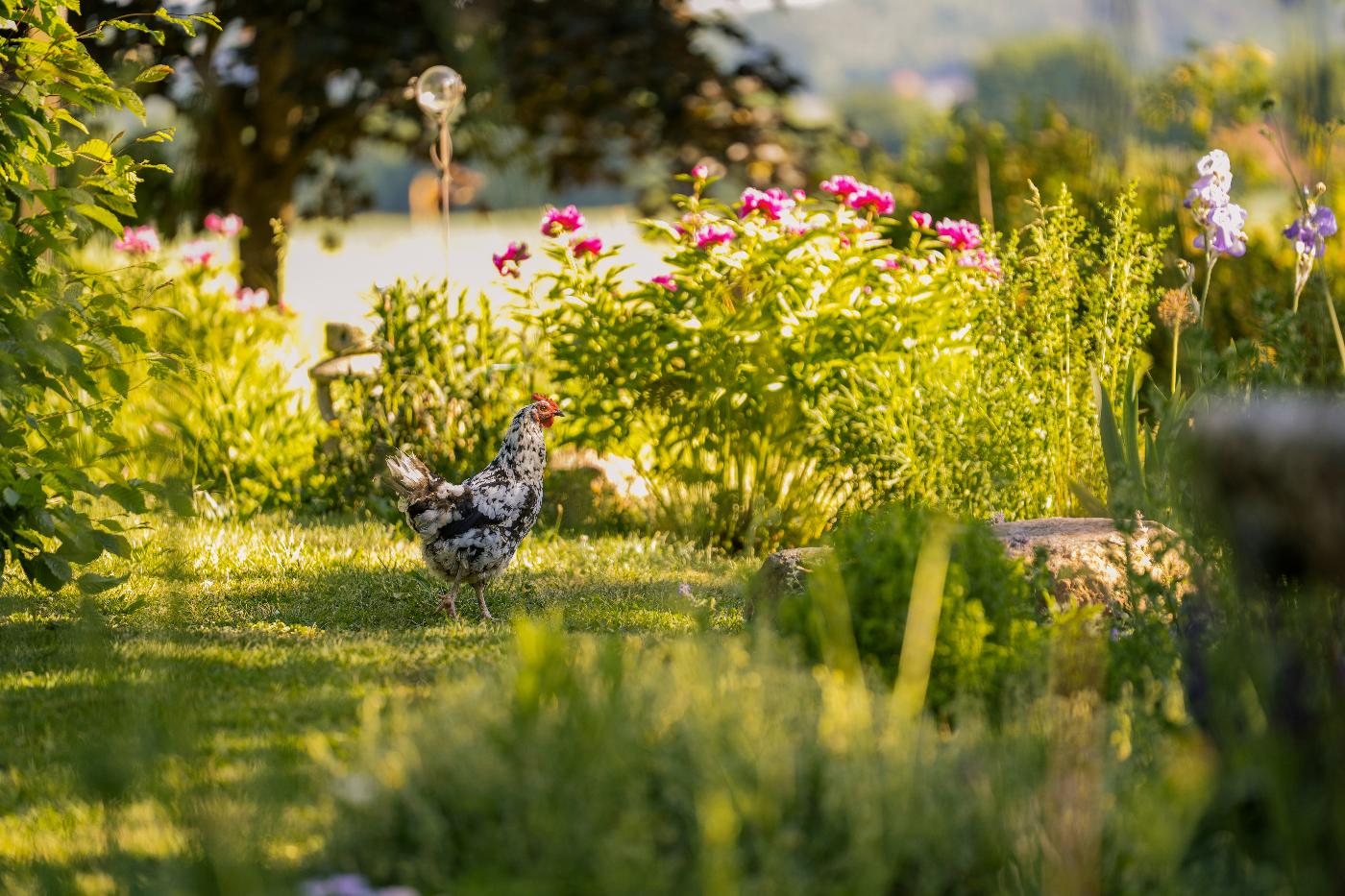 Naturnah gestalteter Garten im Sommer